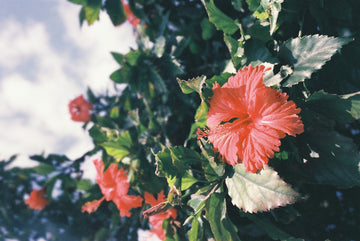 Hibiscus Flower: The Benefits You Need to Know