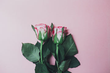 Roses: More Than Pretty Petals